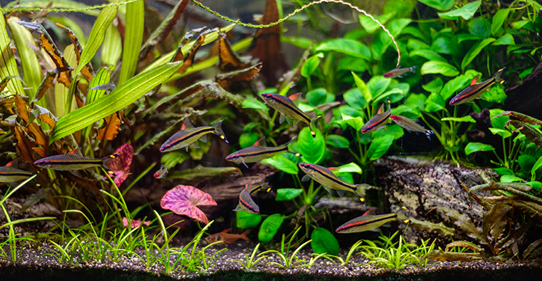 Живые растения для аквариума: почвопокровные, плавающие, цветущие