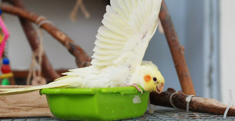 Купальня для попугая: где и как купать птицу
