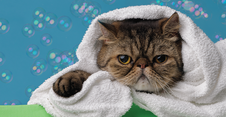 Сухой шампунь для кошек: что это, как пользоваться правильно